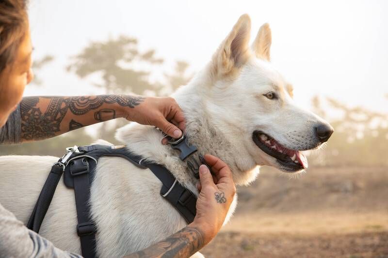 Повседневный ошейник для собак Ruffwear Front Range&trade; 28-36 см Серый tb-30653 фото
