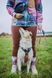 Повідець для собак Trail quest leash RP signature edition Non-stop dogwear Фіолетовий/Рожевий 15 мм/2 м tb-41431 фото 5